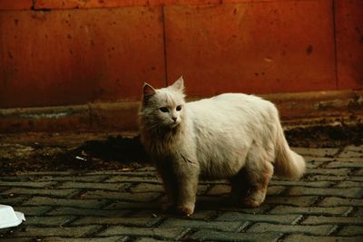 Portrait of white cat sitting on stone wall