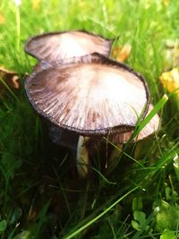 Close-up of mushroom on grass