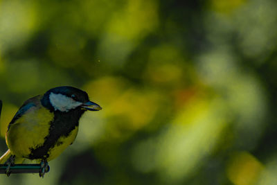 Close-up of bird perching on a plant