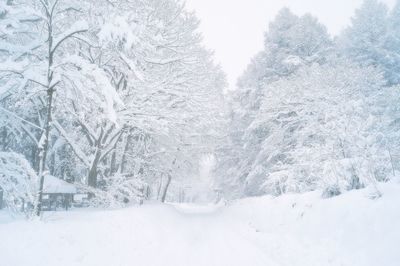 Scenic view of snowcapped landscape and trees