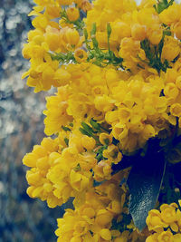 Close-up of yellow flowering plant