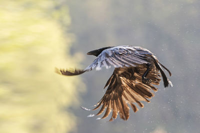 Close-up of bird flying over the water