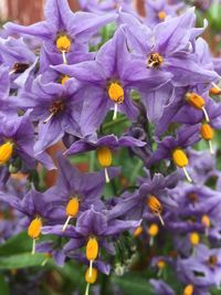 Close-up of purple flowers blooming outdoors