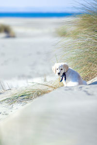 Close-up of dog on beach