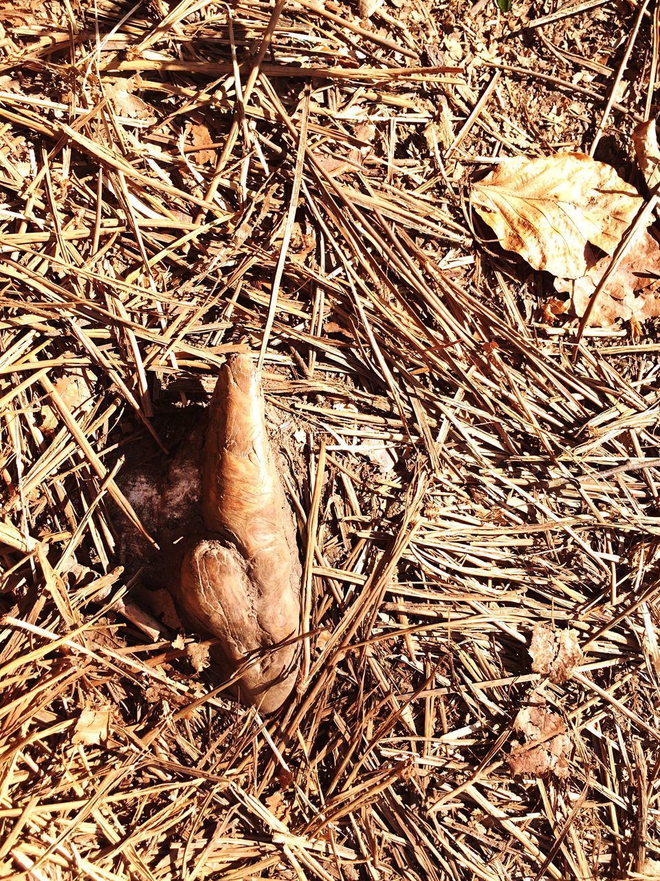 HIGH ANGLE VIEW OF ANIMAL ON DRY FIELD