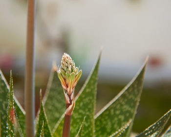 Close-up of plant against blurred background