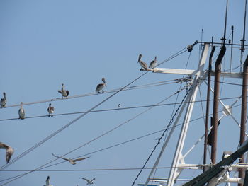 Low angle view of pelicans perching on power cables against blue sky