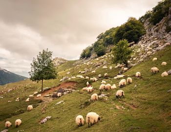 Flock of sheep on landscape