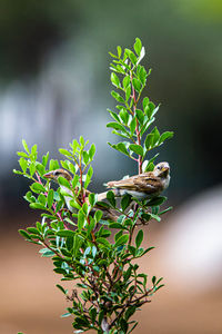 Close-up of sparrow perching on plant