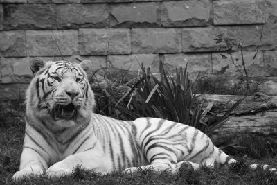 Cat resting in a zoo