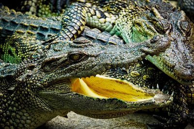 Close-up of crocodiles statues