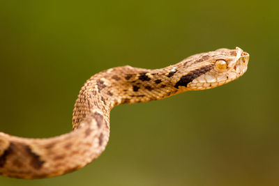 Close-up of snake