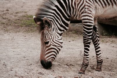 Zebra in a zoo