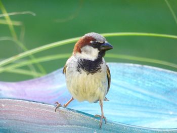 Close-up of bird perching on leaf