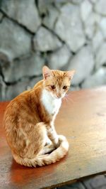 Cat sitting on a floor