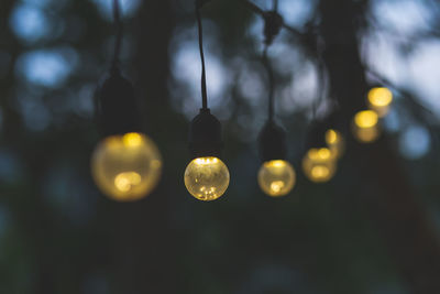 Low angle view of illuminated light bulb hanging from tree