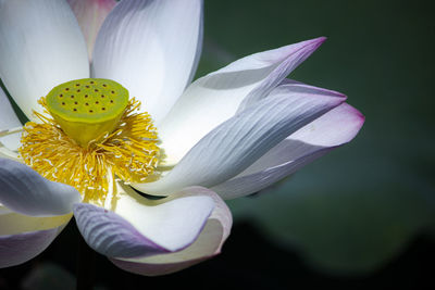 Close-up of white lily