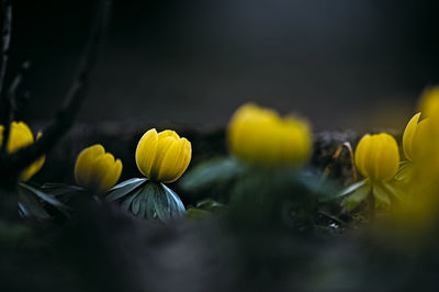 Close-up of yellow flowering plant