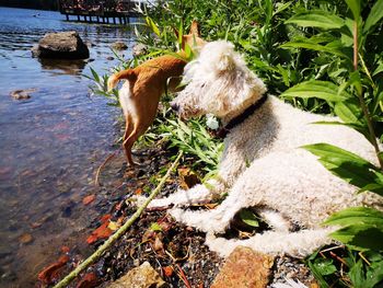 High angle view of dog drinking water