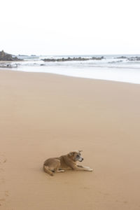 Lizard relaxing on sand at beach against sky