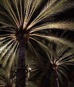 Low angle view of palm trees