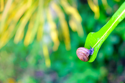 Close-up of green leaf on plant