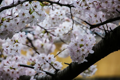 Close-up of white cherry blossom