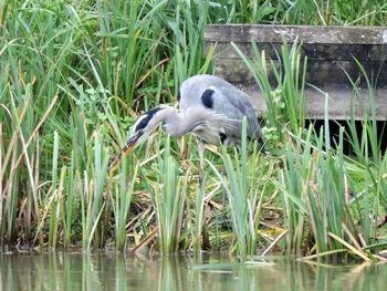 High angle view of a bird in water