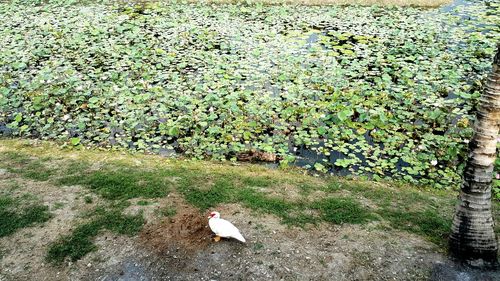 High angle view of bird on field