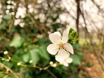 Close-up of white cherry blossom tree