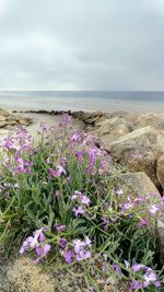 Purple flowering plants by sea against sky