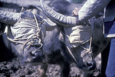 Rear view of man standing on field