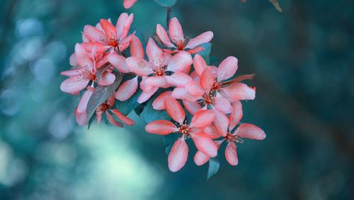 Close-up of pink flowering plant