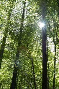 Low angle view of sunlight streaming through trees in forest