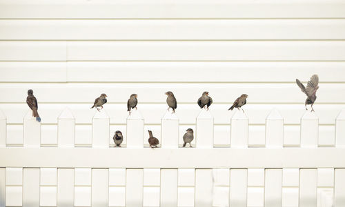 House sparrows perched on a white fence