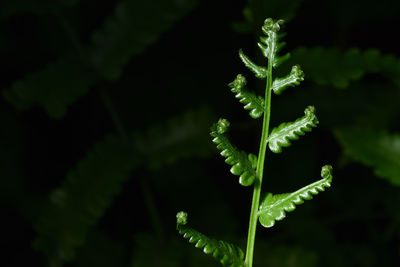 Close-up of fern leaves