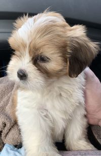 Close-up of puppy looking away