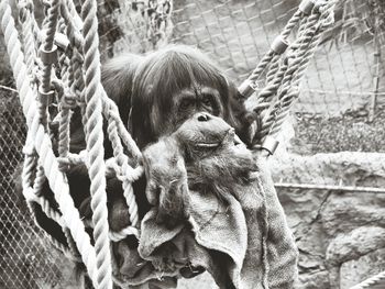 Close-up portrait of dog in cage