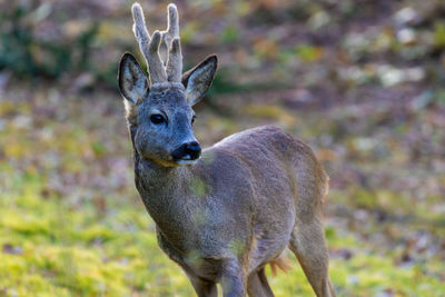 Portrait of deer