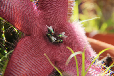 Close-up of insect on flower