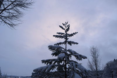 Close-up of snow covered tree against sky