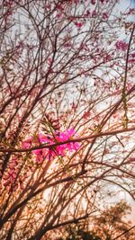 Close-up of cherry blossom tree