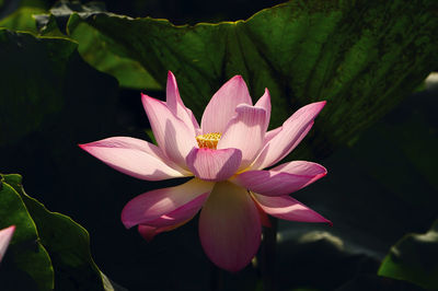 Close-up of pink water lily in pond