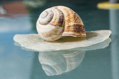 Close-up of snail