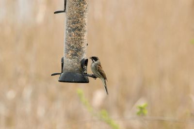 Bird perching on wooden post