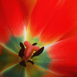 Close-up of day lily