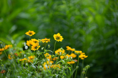 Close-up of yellow flowering plant on field