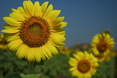 Close-up of yellow sunflower against sky