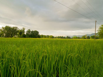 Scenic view of agricultural field against sky