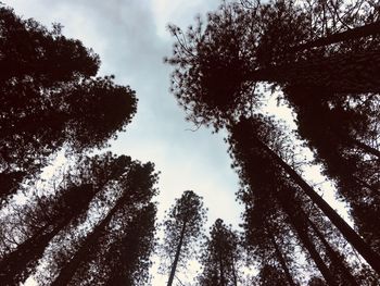 Low angle view of silhouette trees against sky